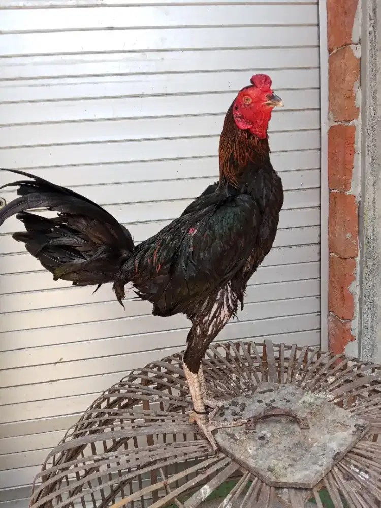 Ayam 3D(pama IQ x pakhoy x plucker)RJF