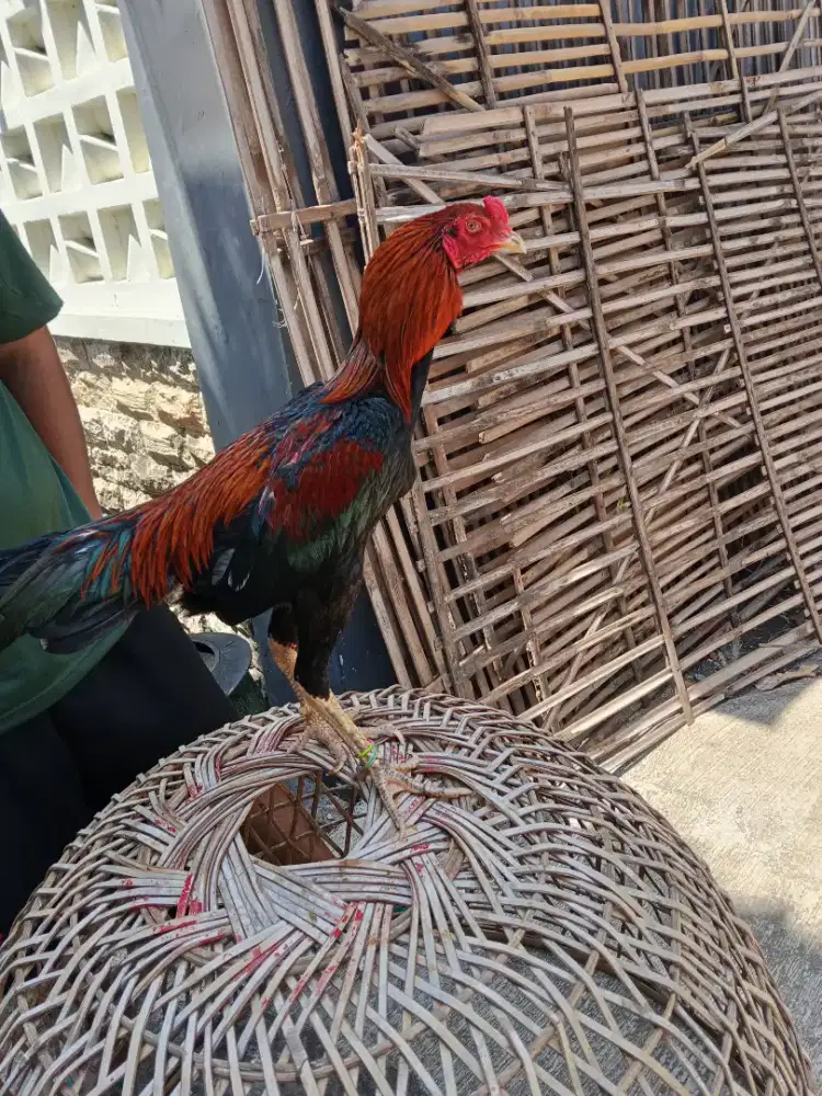 Ayam aduan 2D( khoytrad x pakhoy)