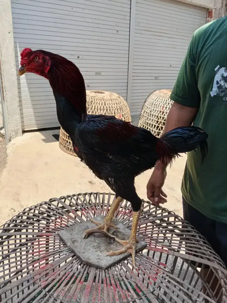 Ayam aduan 2D (ganoy x blackrose pakhoy)RJF