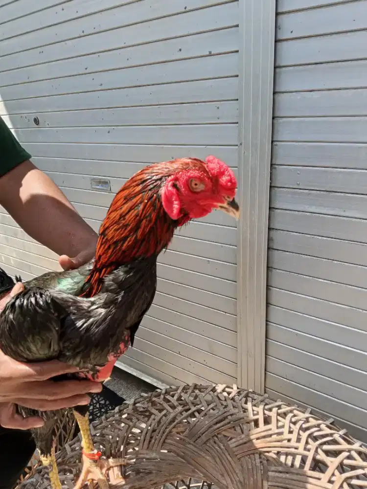 Ayam laga 2D (plucker USA x ganoy)RJF