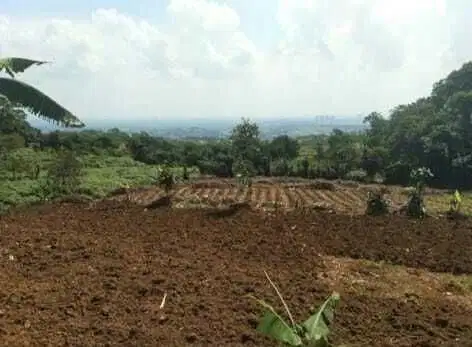 Tanah Perbukitan Cocok Untuk Villa Atau Perkebunan Di Sentul Bogor