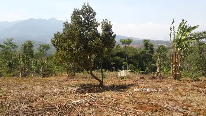 JUAL MURAHTanah Kebun  dkt PintuTOL Pamulihan Tanjungsari Kab Sumedang