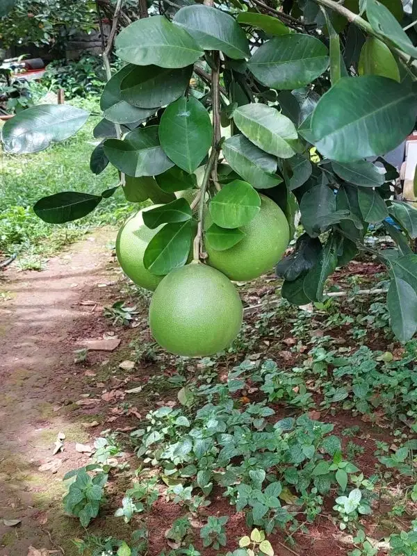 dijual tanah luas 3500 M di cibubur