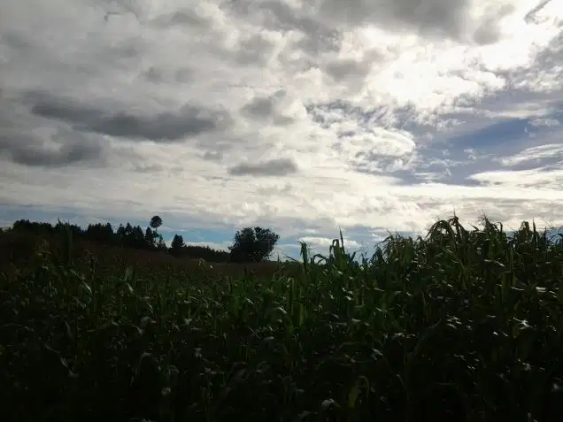 Lahan dijual seluas 138 ha di Dolok Sanggul