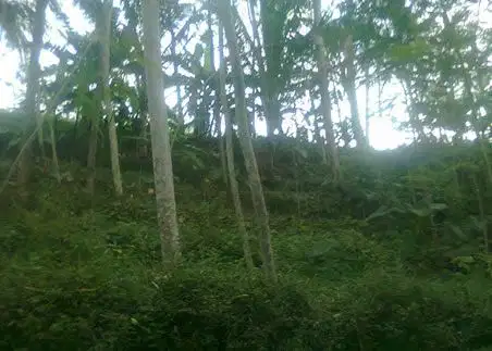 Dijual Tanah 400 ha cocok untuk kawasan agro industri Strategis