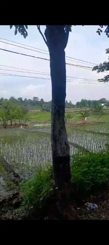 Tanah Sawohan Sidoarjo