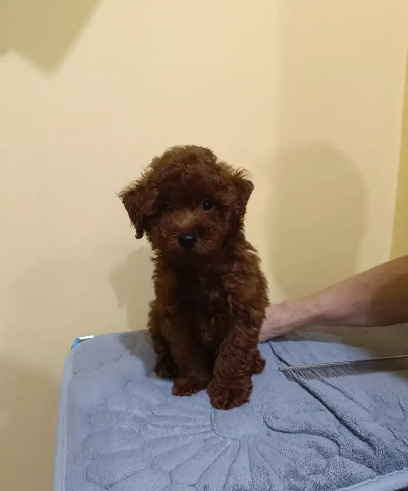Jual Super Red Poodle Jantan Cucu Import Taiwan