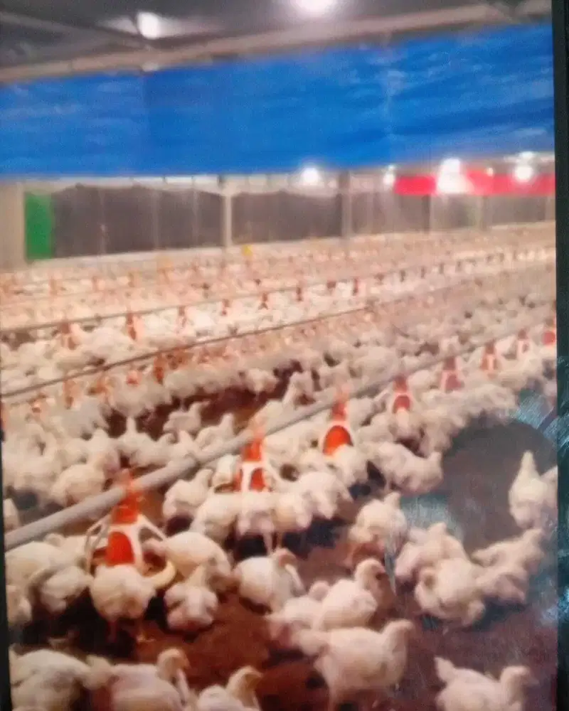 Dijual Peternakan Ayam, 2 Kandang Sistem Modern Automatik, Cariu,Bogor