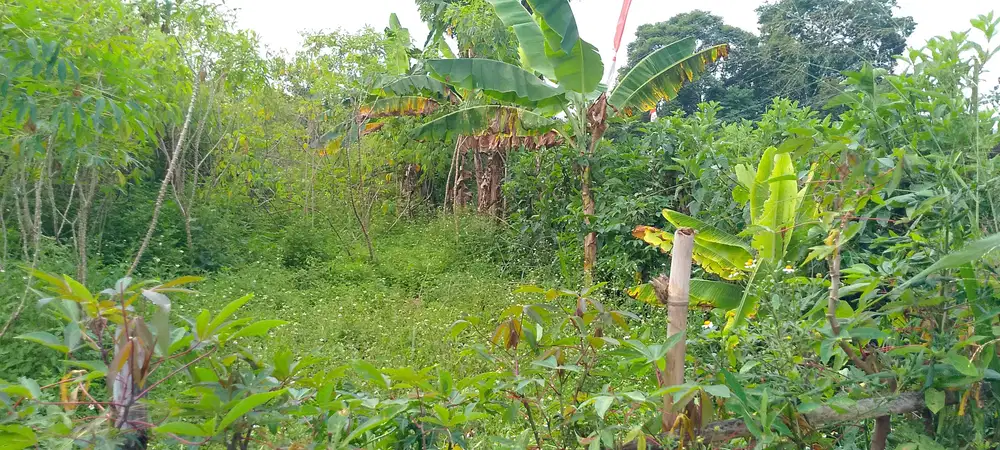 Jual tanah 3000m pinggir jl desa, akses masuk mobil, view bgs