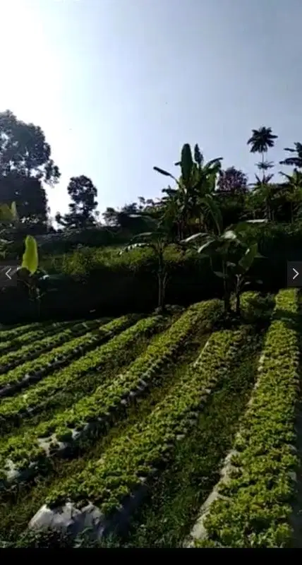 Jual tanah perkebunan akses 2arah, 2 menit dr jl ry Lembang,