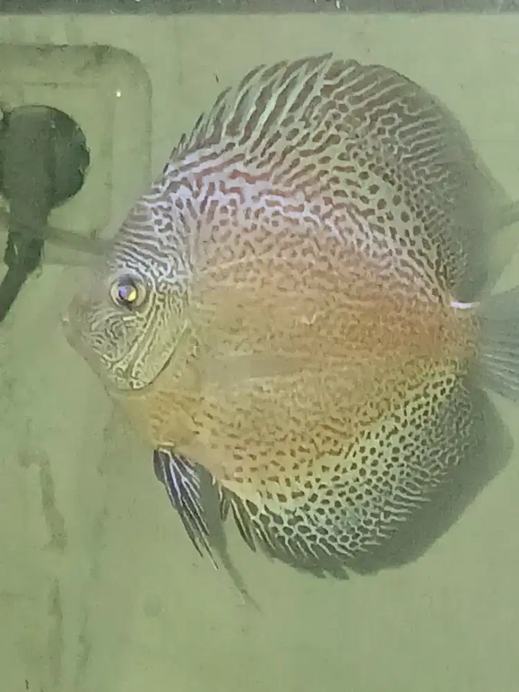 Discus leopard tosca
