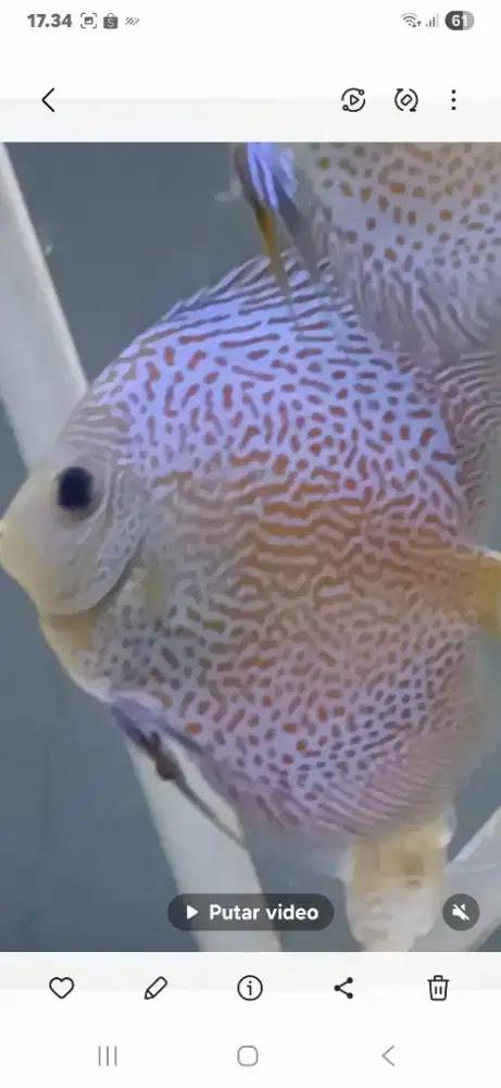 Discus leopard snak skin