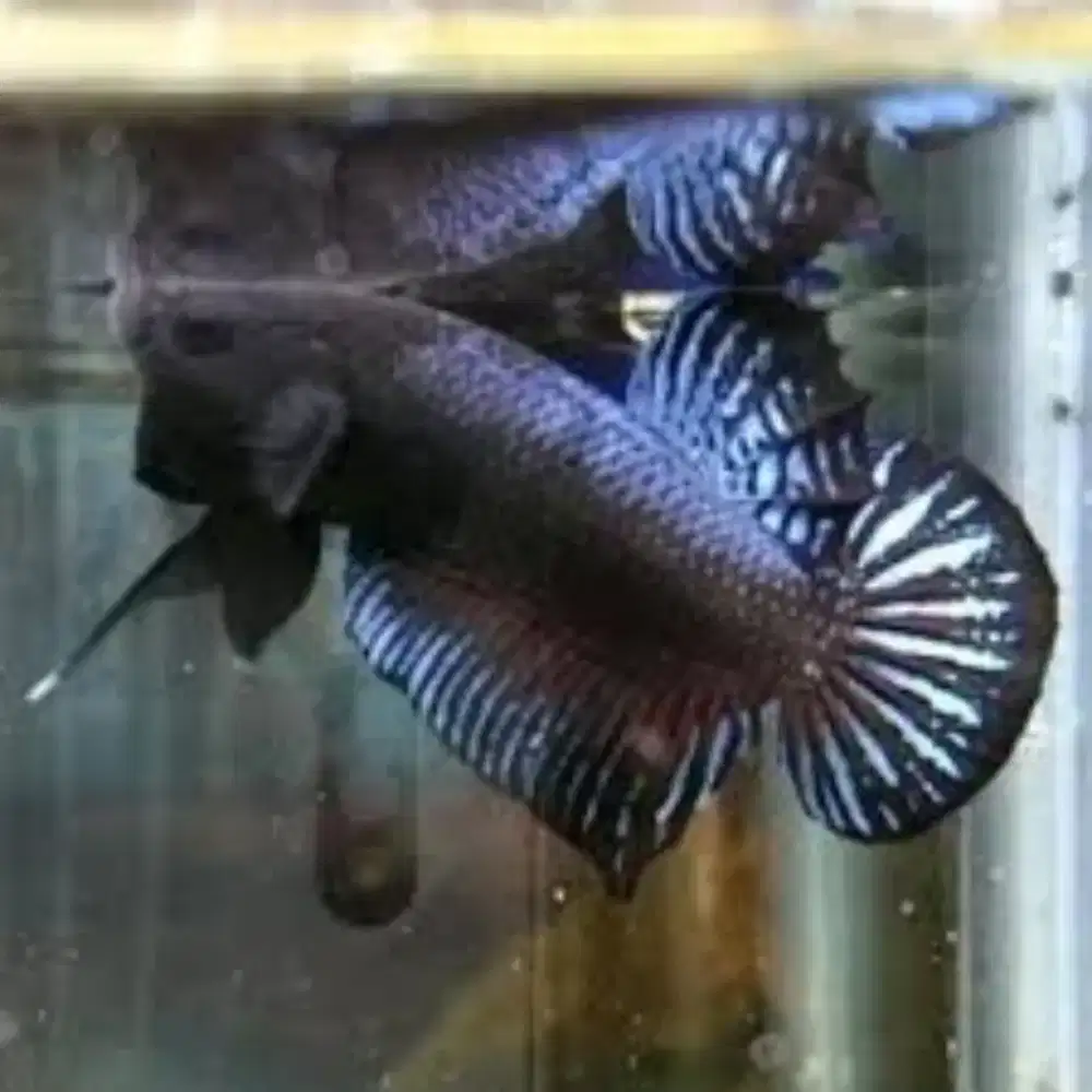 Ikang Cupang Bangan Cupang Aduan