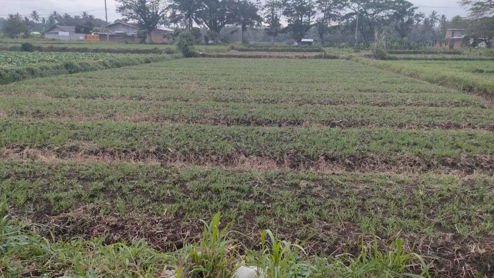 Dijual tanah SHM 1322 m² poros jln raya Pakis Malang