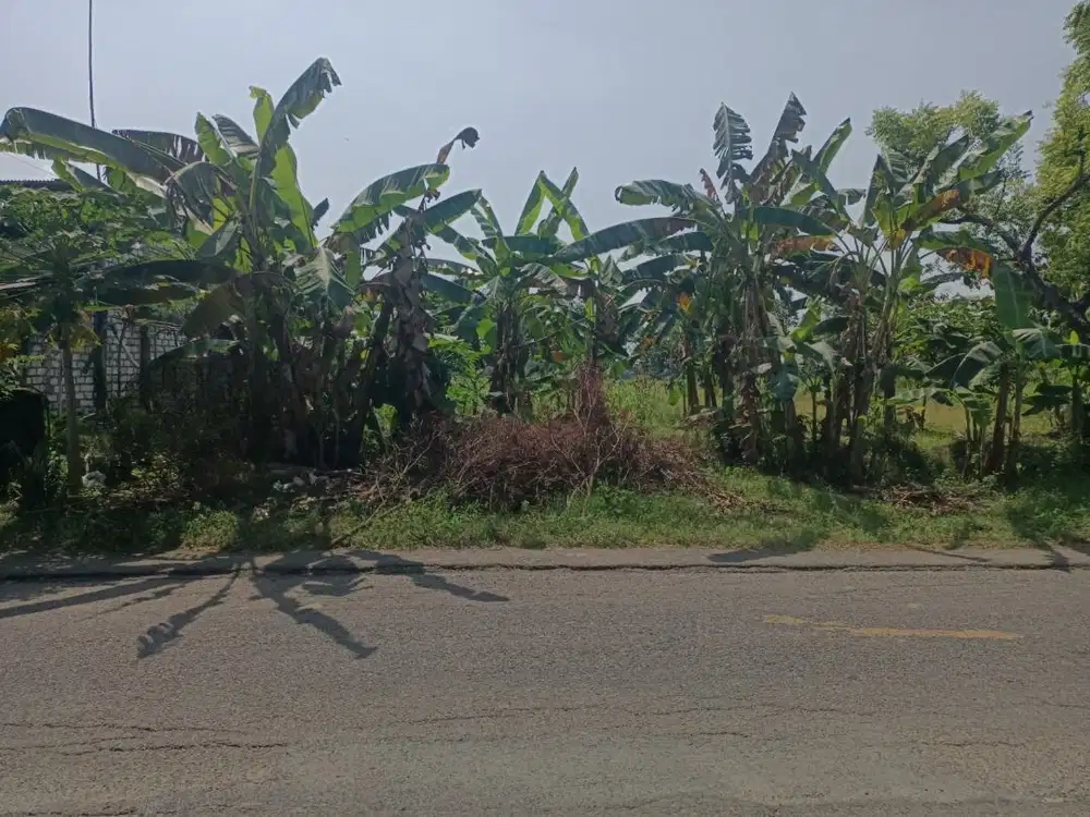 DIJUAL TANAH KAVLING LOKASI STRATEGIS DI KEMBANGBAHU TIKUNG LAMONGAN