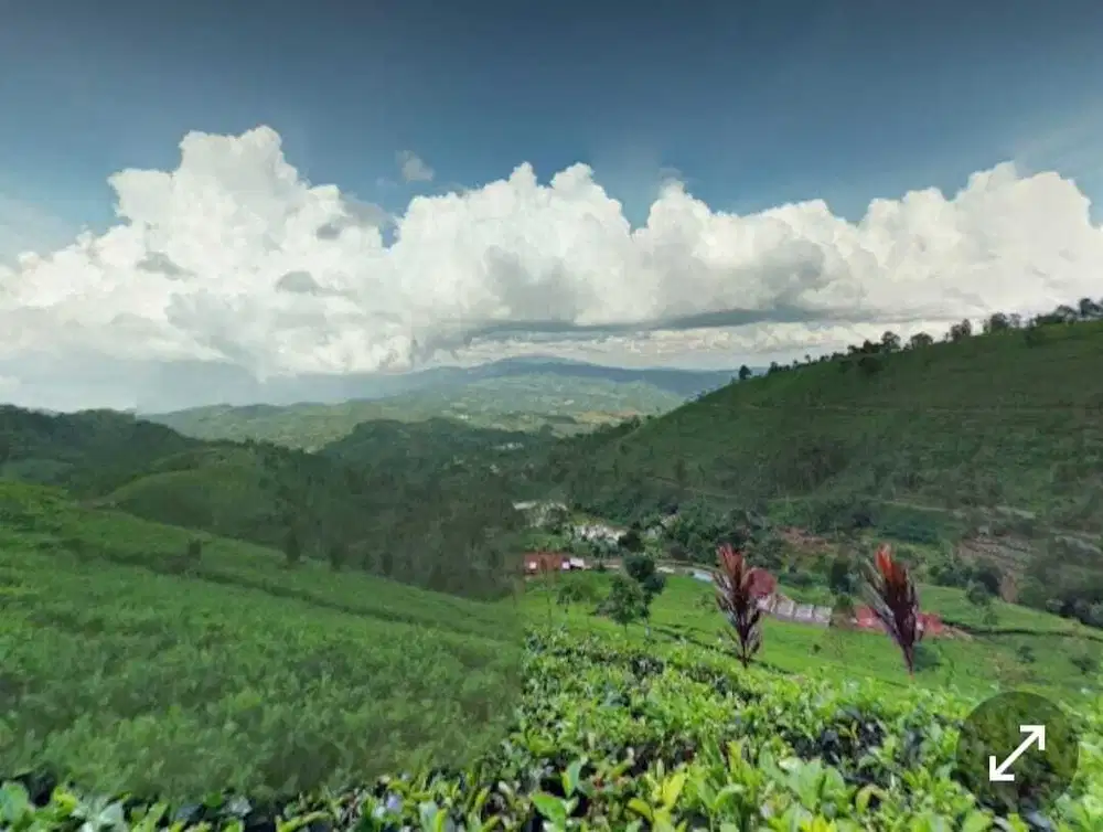 Dijual Cepat Kebun Teh 50 Ha SHM Lemahsugih – Hanya 56rb/m²