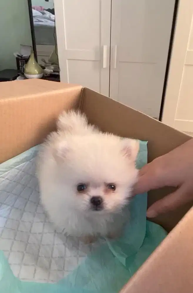 Pomeranian spesial minipom anjing dog putih