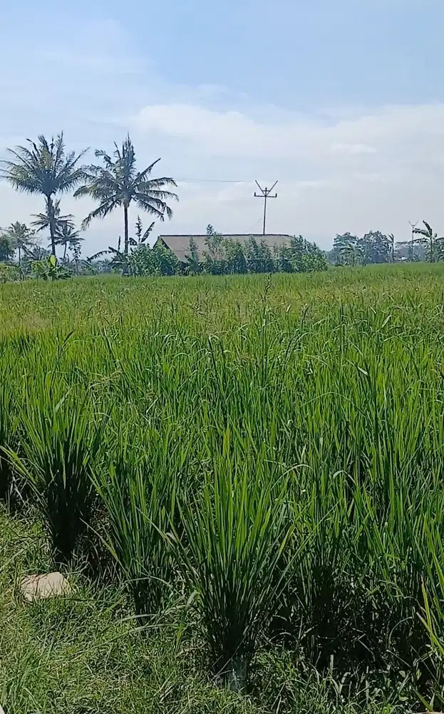 Tanah Sawah Di Wanaraja Garut