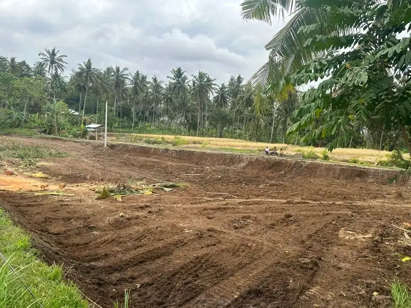 Lahan Kapling Aspek Kuning di Glagah Banyuwangi