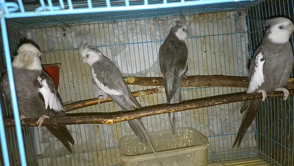 Falk jantan dewasa mahir siul