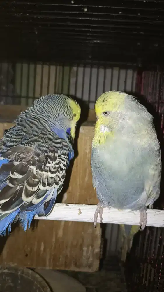 Pasangan Parkit Holland