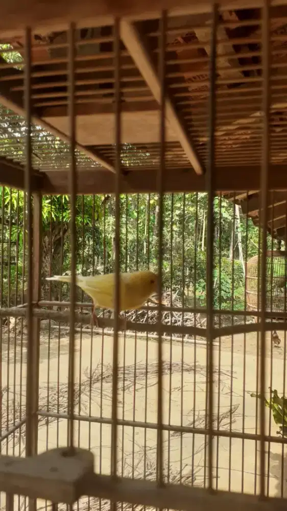 Kenari jantan sudah bunyi