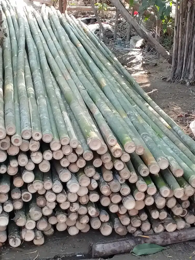 Jual bambu steger cor 6 meter