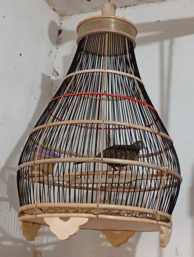 Burung perkutut cemani gacor anggunan