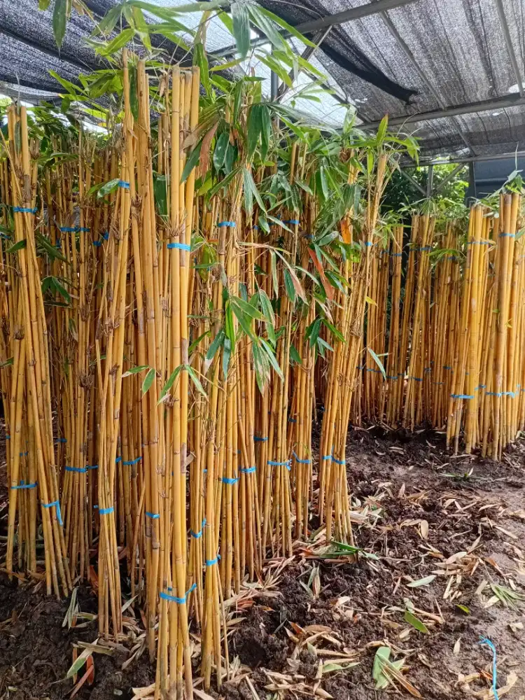 bambu panda dan tanaman hias