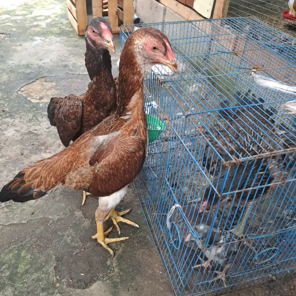 Biangan shamo line zuchter