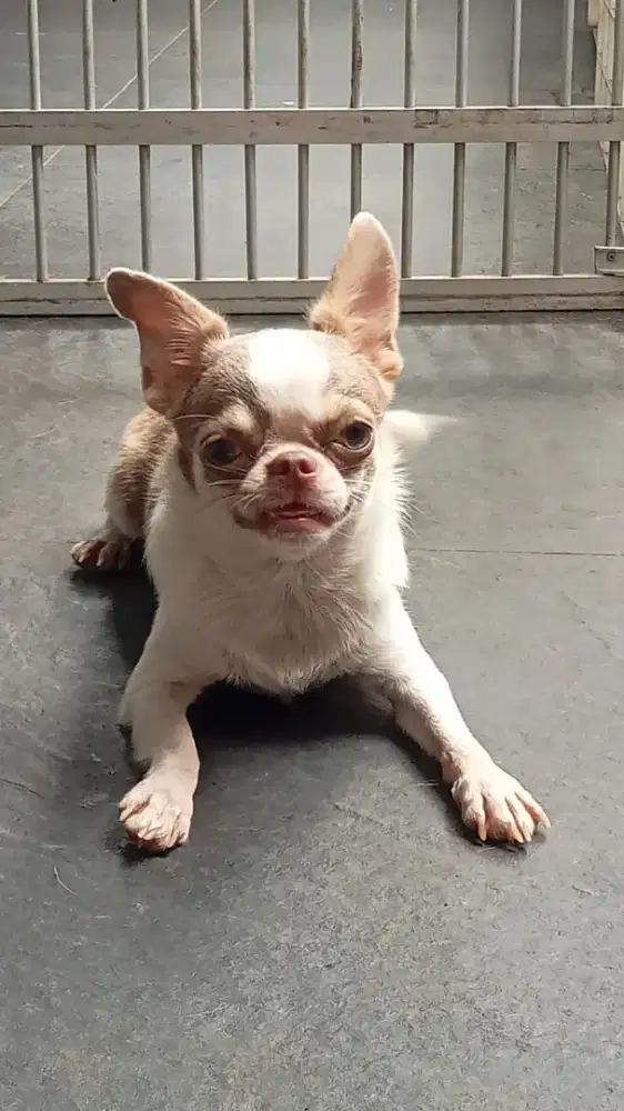 For sale 1 Chihuahua Betina Remaja smooth coat