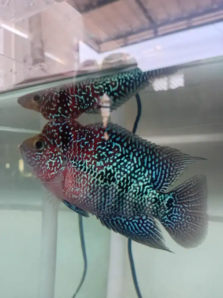 Louhan SRD 4 jari lebih,mata putih (Progres Jenong)