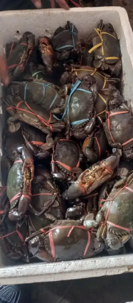 kepiting fresh hidup super 1kg isi 2- 3.