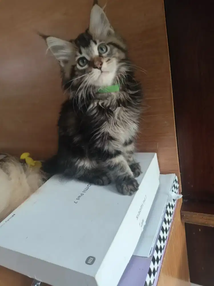 Kitten maincoon