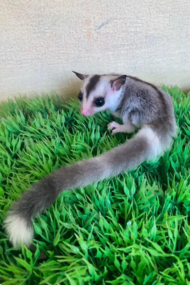 Joey Sugar Glider