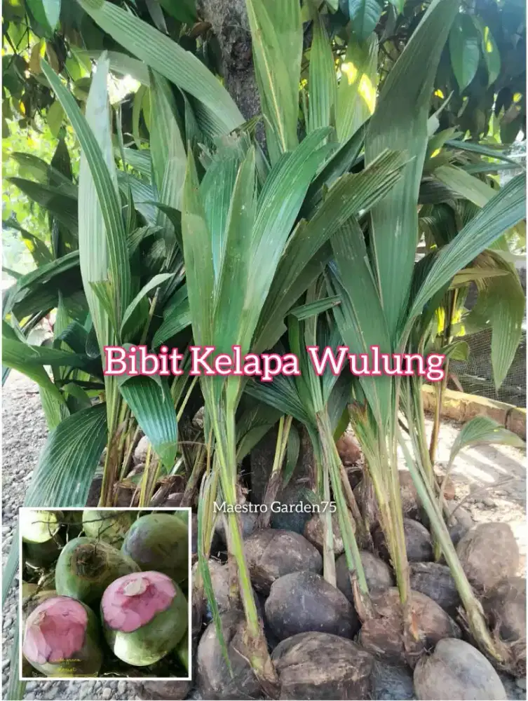 Bibit Kelapa Wulung Original
