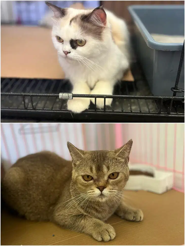 Lepas adopt bsh gold dan himalaya