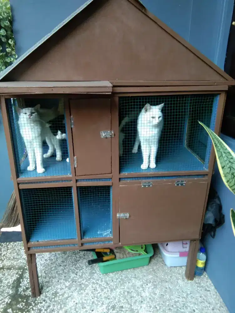 Jual kucing dan kandang