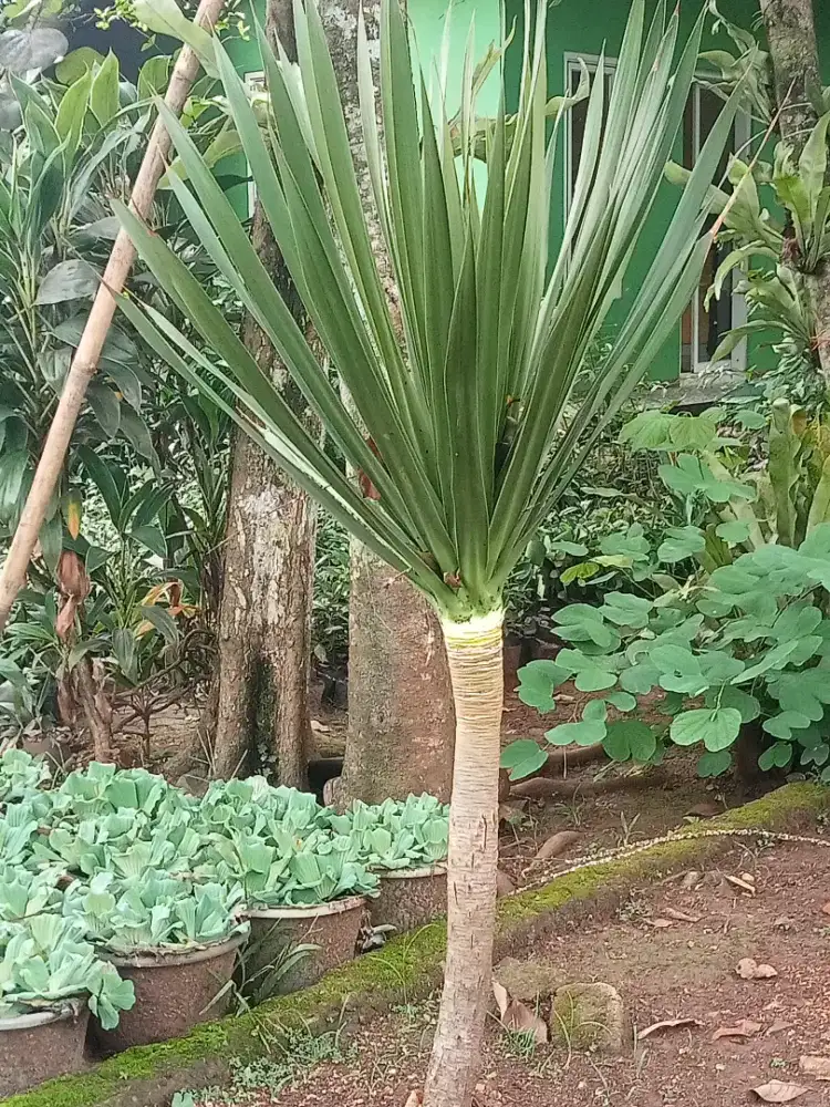 Jual pohon pandan Bali