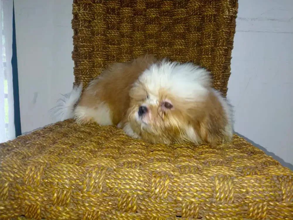 Anak anjing ShihTzu jantan parti color