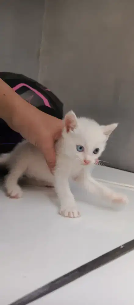 Kucing Ras odd eyes jantan