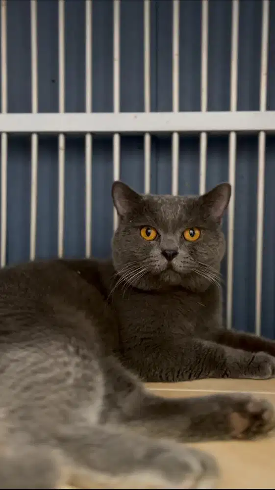 Pacak Kucing BSH Blue Solid NON PED