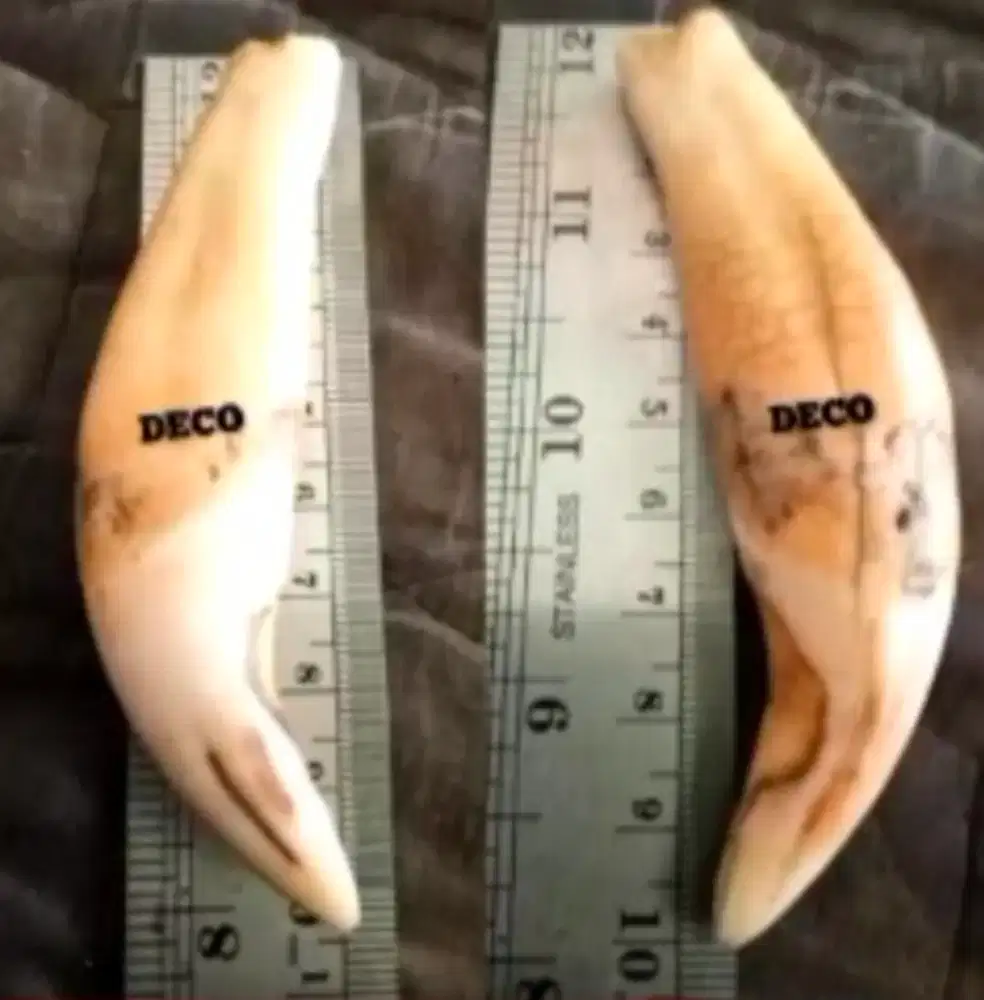 2Bh Liontin Tar...Har... B1G S1Z3 Ngur4k Authentic Natural