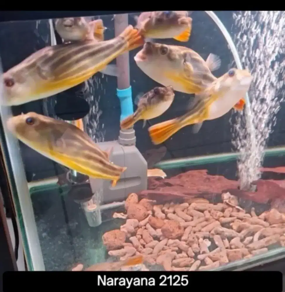 Ikan Fahaka Air tawar