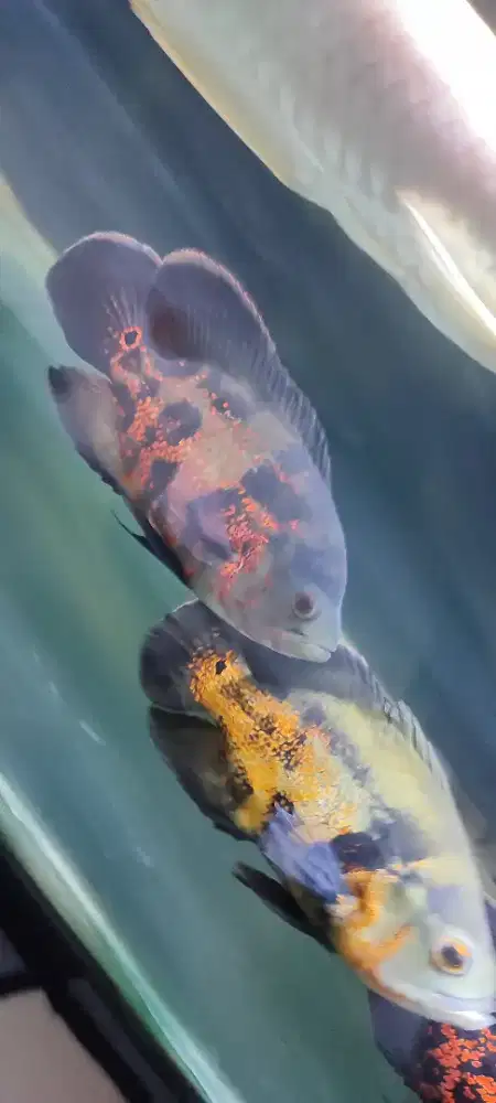 Ikan Oscar Batik / Tiger