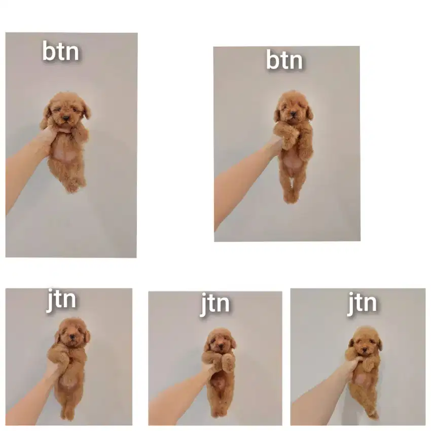 puppy poodle stb vaksin !!! no php !!!