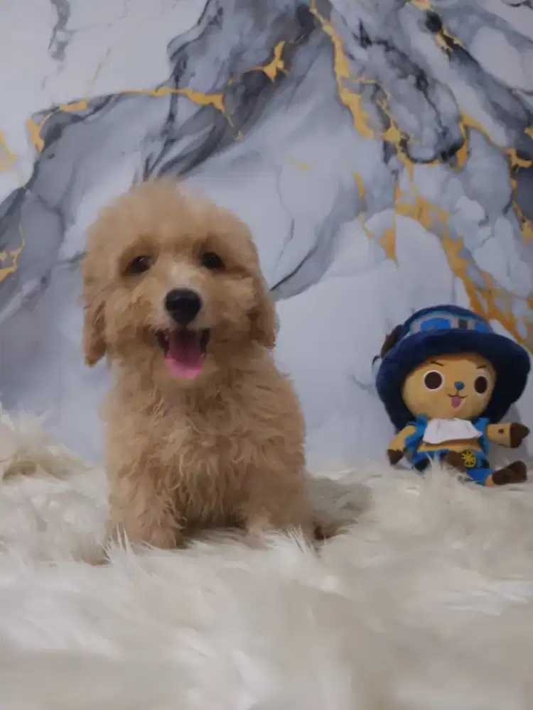 Poodle betina apricot toy