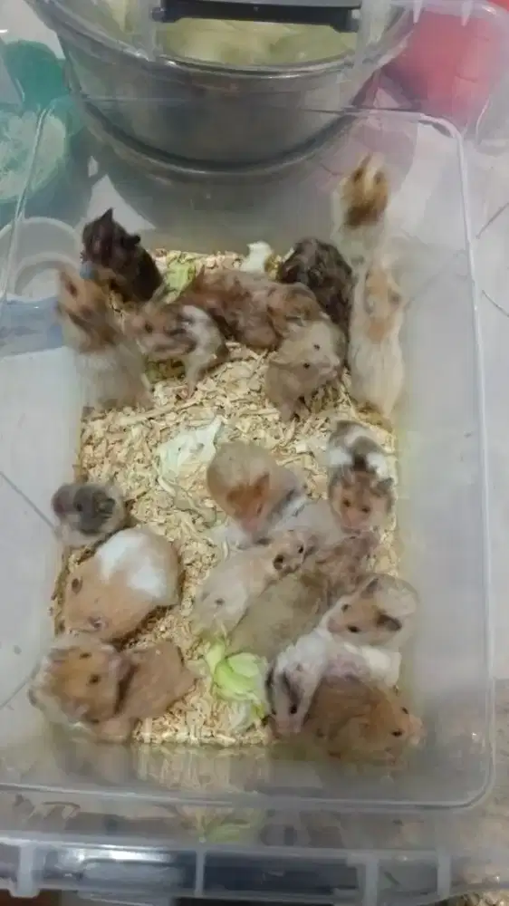 Hamster imut sirian