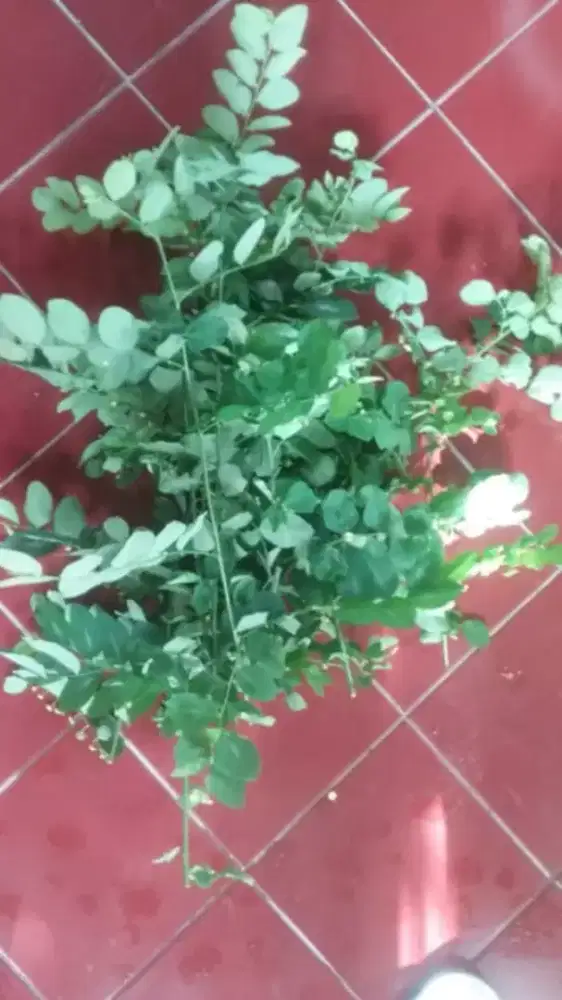 Daun katuk segar 500gr