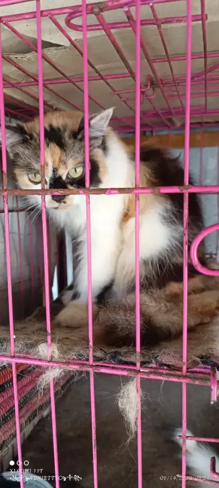 Kucing persia betina flat nose